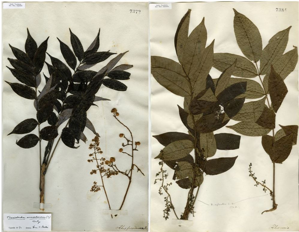 Two pressed lacquer tree twigs with leaves, flowers, and nuts, attached to paper with handwritten notes.